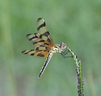 [Side view of the dragonfly holding the top of seeded grass so it is bent toward her mouth. Her body is nearly perpendicular to the ground. Her wings are fully behind her so the yellow and black stripes on her body are clearly visible. The bottom of her legs are black while the section closest to her body is yellow. It appear she has a couple extra wings because of her movement.]